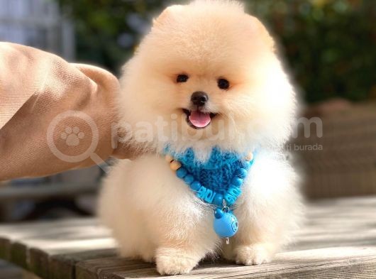 Pomeranian Boo Teddy Bear görsel