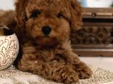 Çok Sevi̇mli̇ Poodle Yavrulari Yeni̇ Dostlarini Bekli̇yor