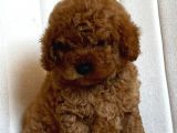 Çok Sevi̇mli̇ Poodle Yavrulari Yeni̇ Dostlarini Bekli̇yor