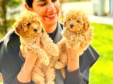 Çok Sevi̇mli̇ Poodle Yavrulari Yeni̇ Dostlarini Bekli̇yor