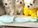 Tea Cup Maltese Terri̇er Yavrulari Orji̇nal