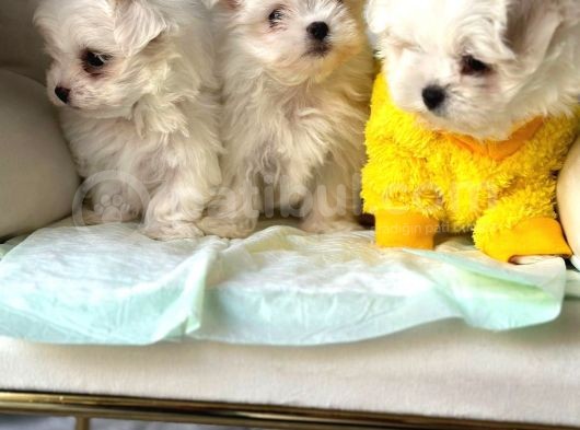 Tea Cup Maltese Terri̇er Yavrulari Orji̇nal görsel