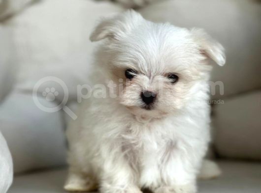 Tea Cup Maltese Terri̇er Yavrulari Orji̇nal görsel
