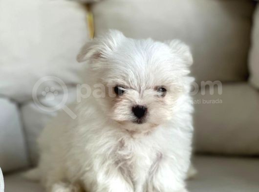 Tea Cup Maltese Terri̇er Yavrulari Orji̇nal görsel