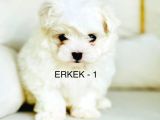 Tea Cup Maltese Terri̇er Yavrulari Orji̇nal