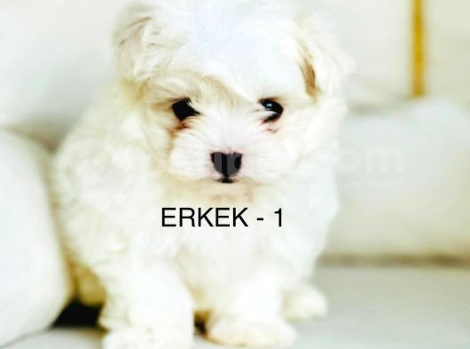 Tea Cup Maltese Terri̇er Yavrulari Orji̇nal görsel
