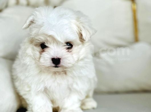 Tea Cup Maltese Terri̇er Yavrulari Orji̇nal görsel