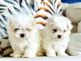 Tea Cup Maltese Terri̇er Yavrulari Orji̇nal