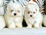 Tea Cup Maltese Terri̇er Yavrulari Orji̇nal