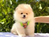 Pomeranian Boo Teddy Bear