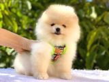 Pomeranian Boo Teddy Bear