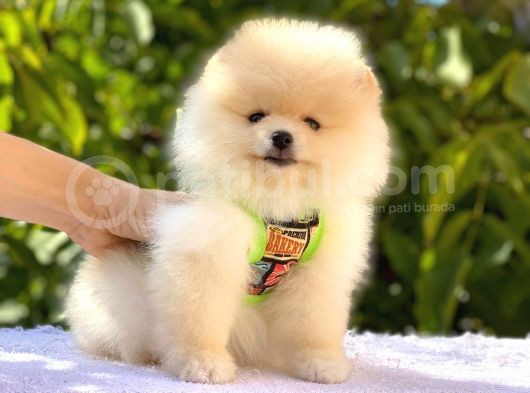 Pomeranian Boo Teddy Bear