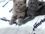 Safkan Bakımlı Britihs Shorthair Yavrular