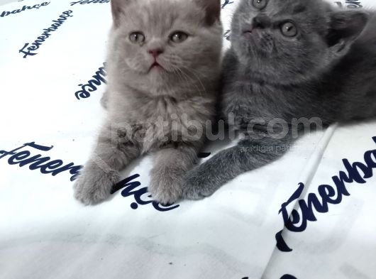 Safkan Bakımlı Britihs Shorthair Yavrular