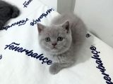 Safkan Bakımlı Britihs Shorthair Yavrular