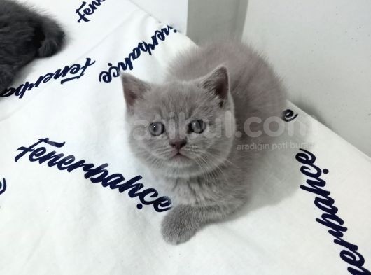 Safkan Bakımlı Britihs Shorthair Yavrular görsel