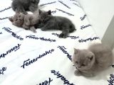 Safkan Bakımlı Britihs Shorthair Yavrular