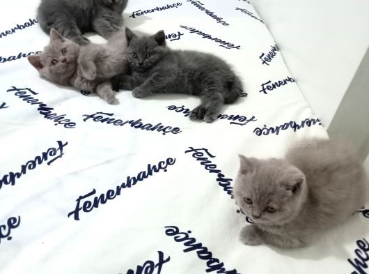Safkan Bakımlı Britihs Shorthair Yavrular görsel