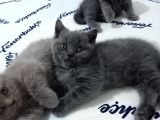 Safkan Bakımlı Britihs Shorthair Yavrular