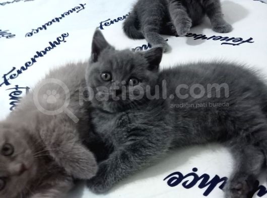 Safkan Bakımlı Britihs Shorthair Yavrular görsel