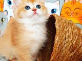 Golden Bebek By12
