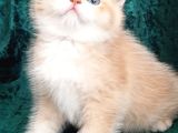 Golden Bebek By12