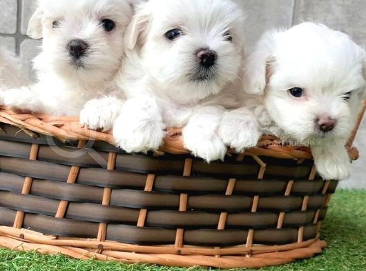 Maltese Terrier Yavruları
