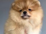 Yakışıklı Pomeranian Boo Erkek Yavrular