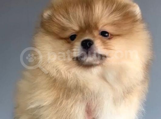 Yakışıklı Pomeranian Boo Erkek Yavrular