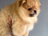 Yakışıklı Pomeranian Boo Erkek Yavrular