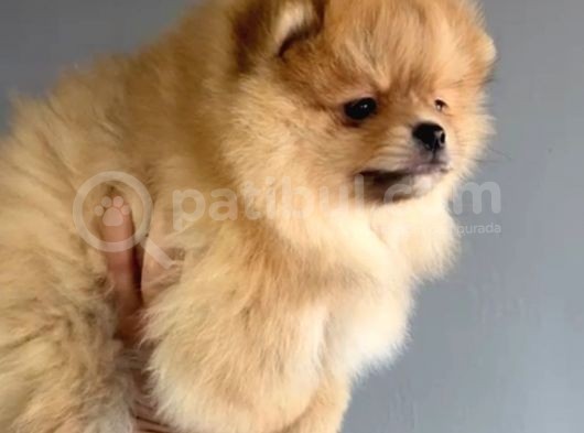 Yakışıklı Pomeranian Boo Erkek Yavrular görsel