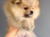 Yakışıklı Pomeranian Boo Erkek Yavrular