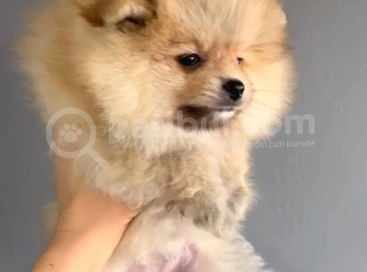 Yakışıklı Pomeranian Boo Erkek Yavrular görsel