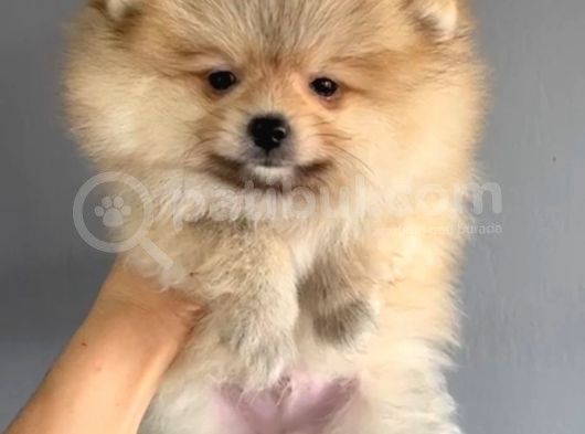 Yakışıklı Pomeranian Boo Erkek Yavrular görsel
