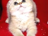 Panda Surat Scottish Fold Erkek Yavru