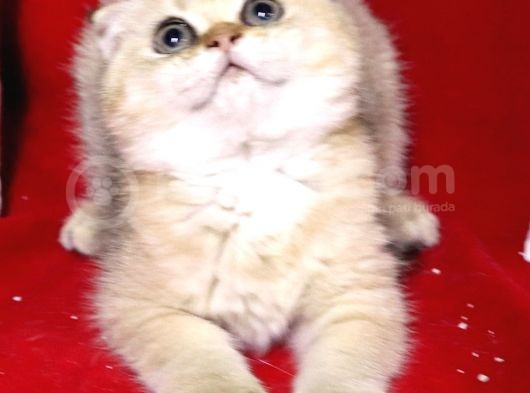 Panda Surat Scottish Fold Erkek Yavru