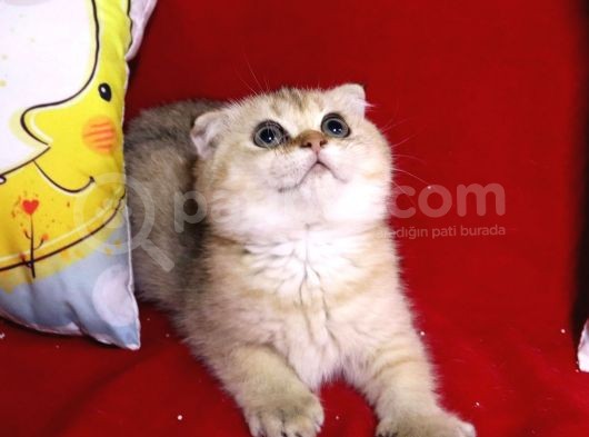 Panda Surat Scottish Fold Erkek Yavru görsel