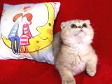 Panda Surat Scottish Fold Erkek Yavru