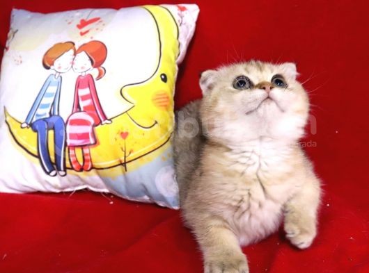 Panda Surat Scottish Fold Erkek Yavru görsel
