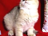 Panda Surat Scottish Fold Erkek Yavru