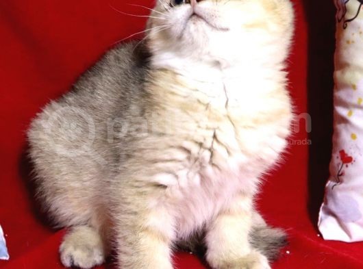 Panda Surat Scottish Fold Erkek Yavru görsel