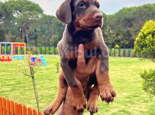 A Secereli Kızıl Yüksek Kaliteli Doberman Yavruları görsel