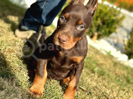 A Secereli Kızıl Yüksek Kaliteli Doberman Yavruları görsel