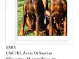 A Secereli Kızıl Yüksek Kaliteli Doberman Yavruları