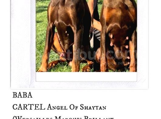 A Secereli Kızıl Yüksek Kaliteli Doberman Yavruları görsel