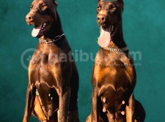 A Secereli Kızıl Yüksek Kaliteli Doberman Yavruları görsel
