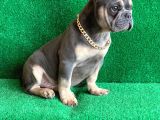Fluffy Taşiyicili Dna Raporlu Erkek Li̇lac Tan French Bulldog