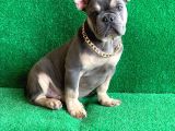 Fluffy Taşiyicili Dna Raporlu Erkek Li̇lac Tan French Bulldog