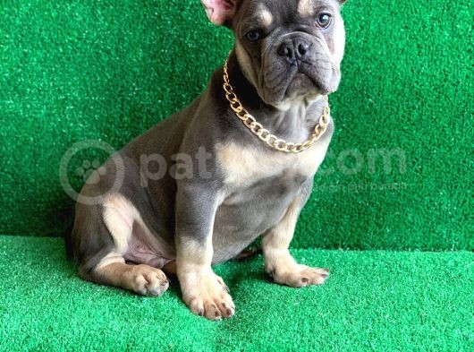 Fluffy Taşiyicili Dna Raporlu Erkek Li̇lac Tan French Bulldog görsel