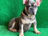 Fluffy Taşiyicili Dna Raporlu Erkek Li̇lac Tan French Bulldog